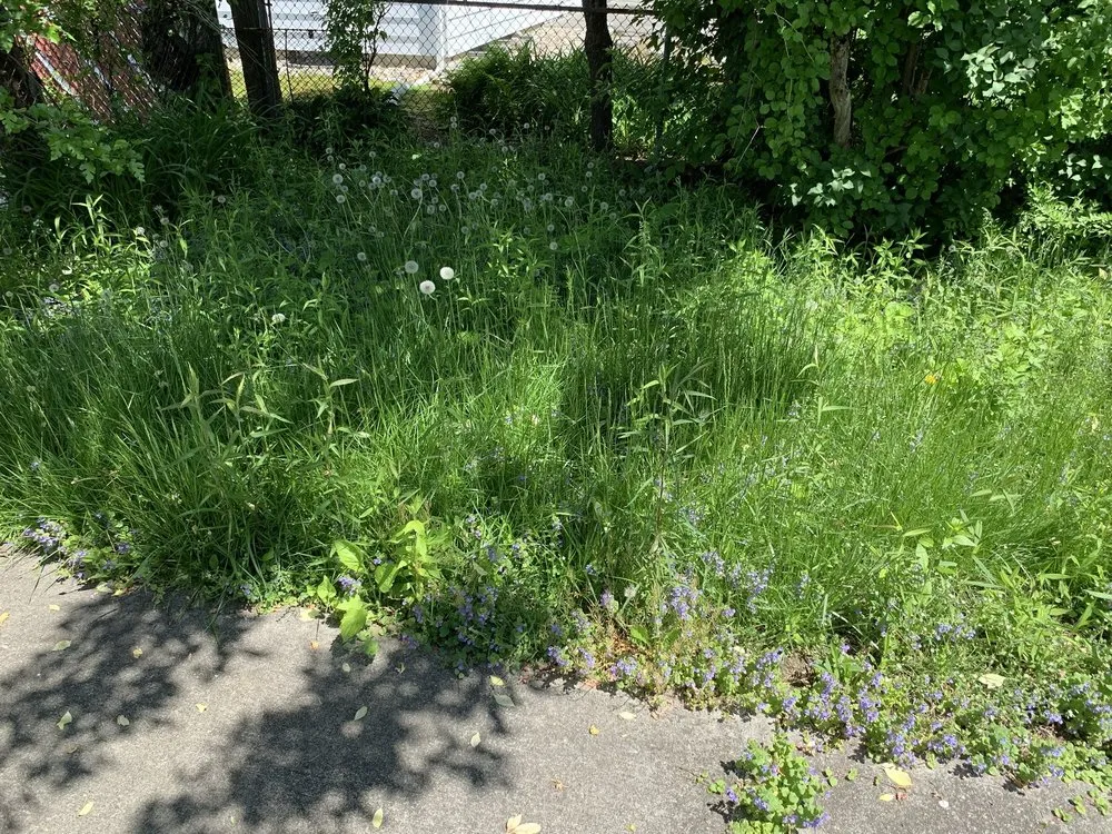 Reliable lawn care service with custom design across Albany, NY - Pure Elegance:Home-Care & Maintenance