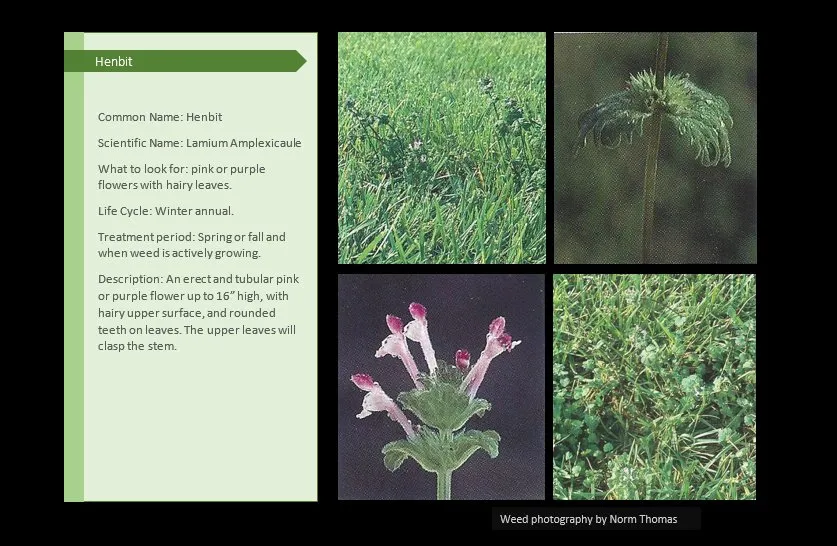 Affordable yard cleanup service in Canton, IL by Pure Green Lawn Services