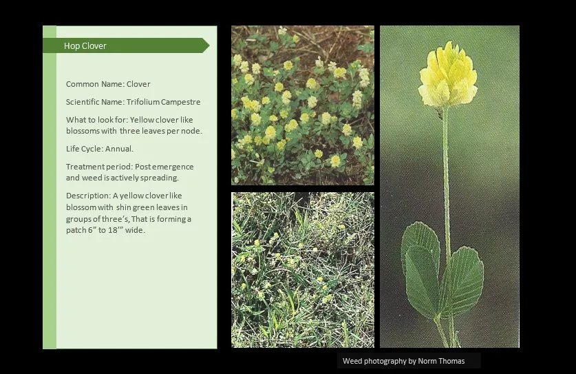 Local residential landscaping for year-round maintenance across Canton, IL - Pure Green Lawn Services