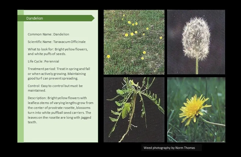 Expert yard cleanup service experts serving Canton, IL - Pure Green Lawn Services