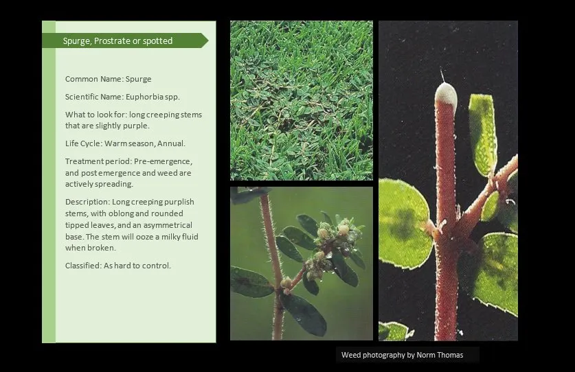 Professional garden landscaping for homes in Canton, IL by Pure Green Lawn Services