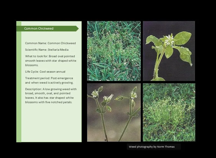 Professional yard cleanup service in Canton, IL by Pure Green Lawn Services