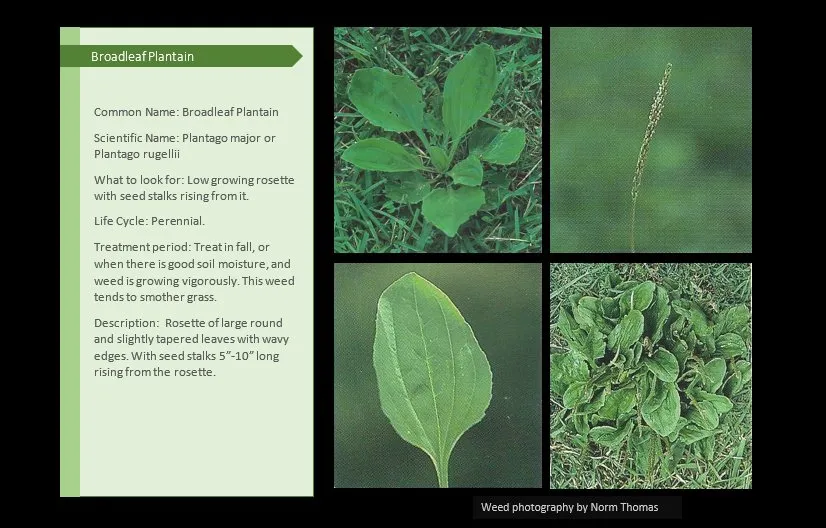 Expert landscape design for homes across Canton, IL - Pure Green Lawn Services