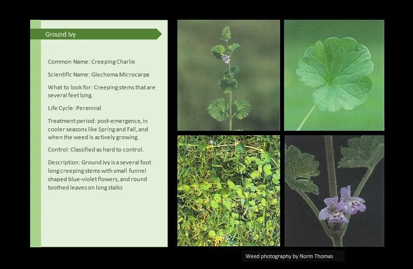 Trusted yard cleanup service in Canton, IL by Pure Green Lawn Services