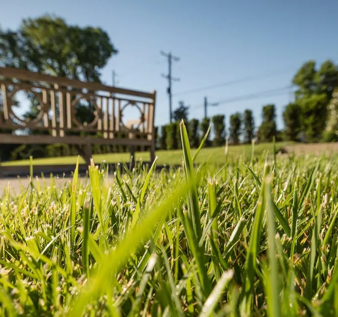 Expert yard cleanup service in Nashville, TN by Pure Green