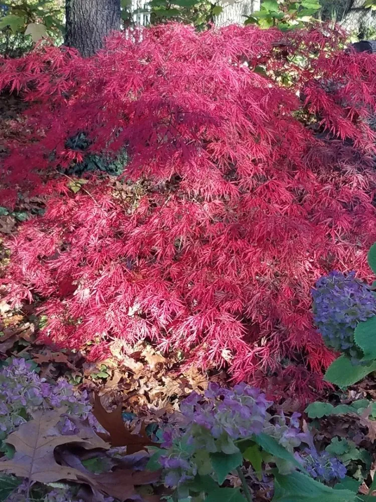 Local garden landscaping experts serving Decatur, MI - Pure Perennials Landscape & Gardens