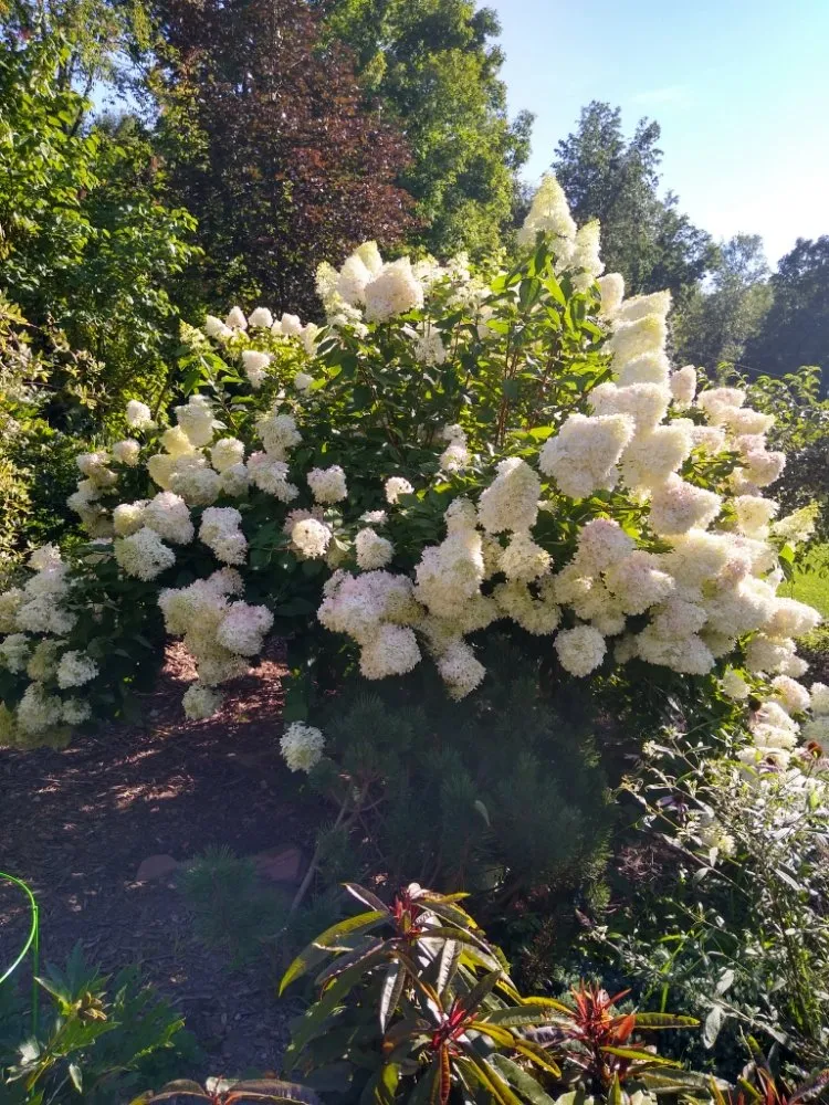 Top-rated outdoor landscaping for outdoor upgrades across Decatur, MI - Pure Perennials Landscape & Gardens