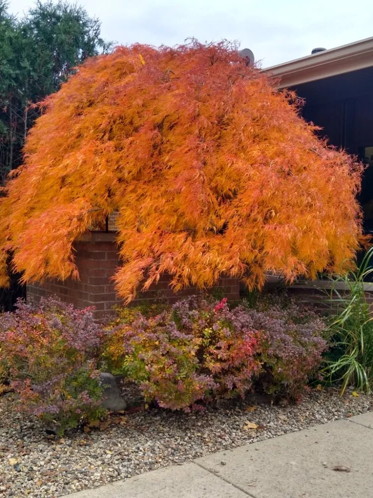 Custom lawn care service experts serving Decatur, MI - Pure Perennials Landscape & Gardens