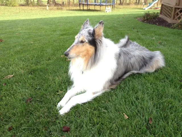 Trusted landscape installation in Joliet, IL by Pure Prairie Organics