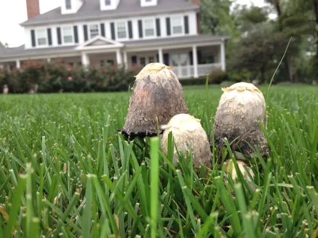 Professional landscape design experts serving Joliet, IL - Pure Prairie Organics