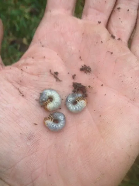 Professional landscaping services experts serving Joliet, IL - Pure Prairie Organics