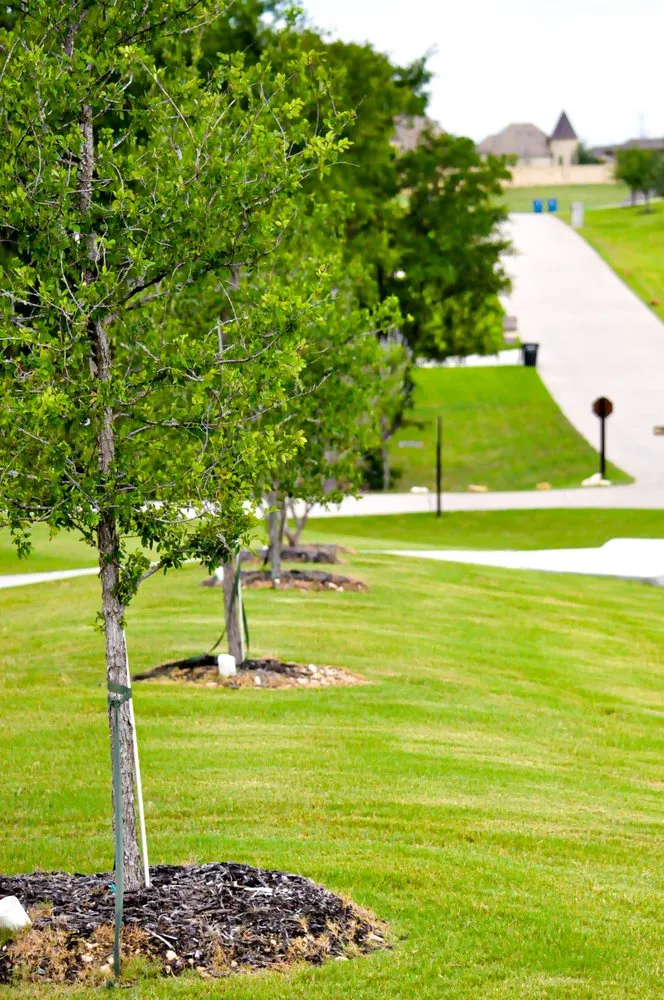 Expert landscaping services in Fort Worth, TX - Purple Care - Lawn Care & Pest Control Fort Worth