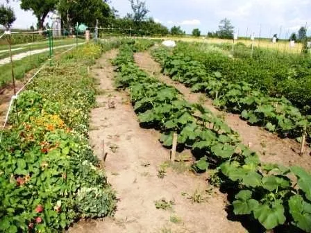 Expert yard cleanup service for year-round maintenance across LA Grange, NC - Purple Heart Lawn Care & Pressure Washing