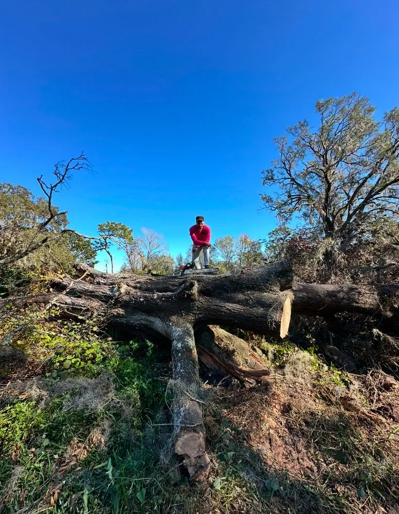 Trusted landscaping services in Ocoee, FL - Purple Hippo Tree and Landscape Services
