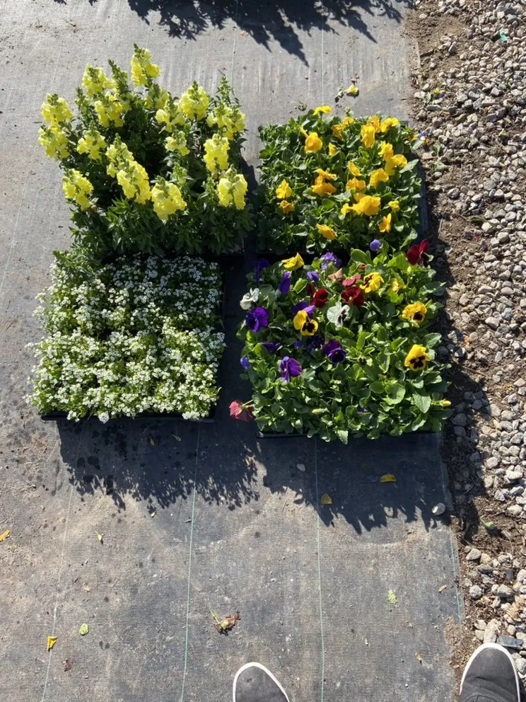 Local yard cleanup service in Coachella, CA - Purple Leaf Landscape