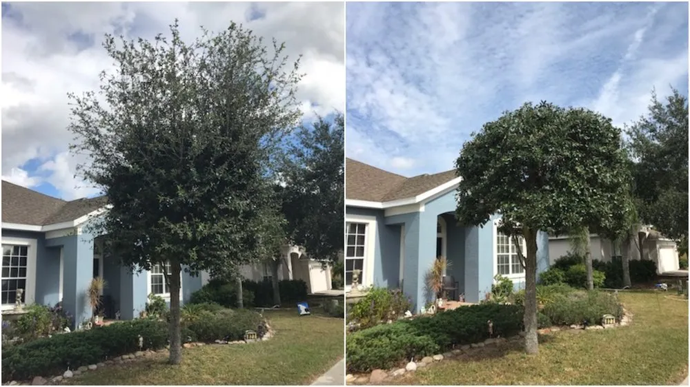 Professional landscaping services for residential properties in Sarasota, FL by Purple Palm Landscaping
