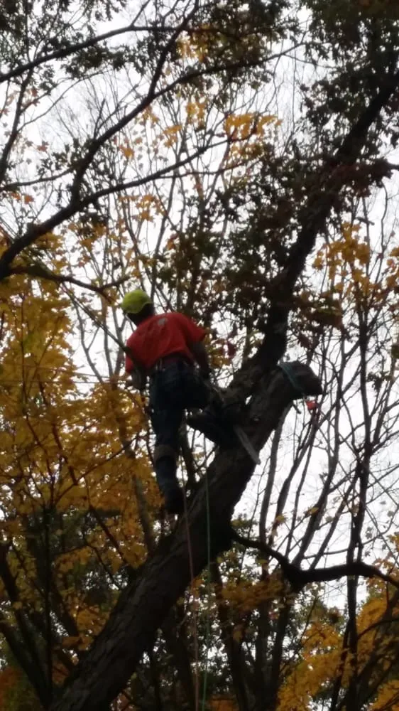 Professional garden landscaping for year-round maintenance across Ingomar, PA - Pusateri Brothers Tree & Landscaping Service