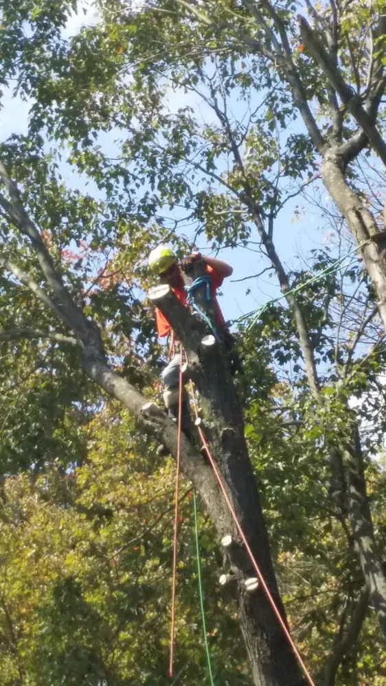 Trusted lawn care service near you across Ingomar, PA - Pusateri Brothers Tree & Landscaping Service