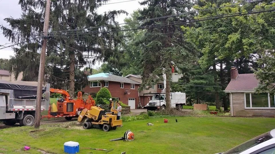Top-rated yard cleanup service experts serving Ingomar, PA - Pusateri Brothers Tree & Landscaping Service