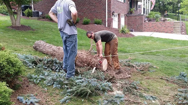 Reliable yard maintenance for beautiful yards across Ingomar, PA - Pusateri Brothers Tree & Landscaping Service