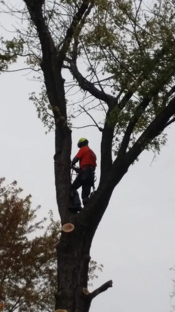 Professional landscaping services for outdoor upgrades in Ingomar, PA by Pusateri Brothers Tree & Landscaping Service