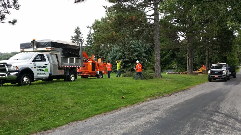 Expert yard cleanup service experts serving Ingomar, PA - Pusateri Brothers Tree & Landscaping Service
