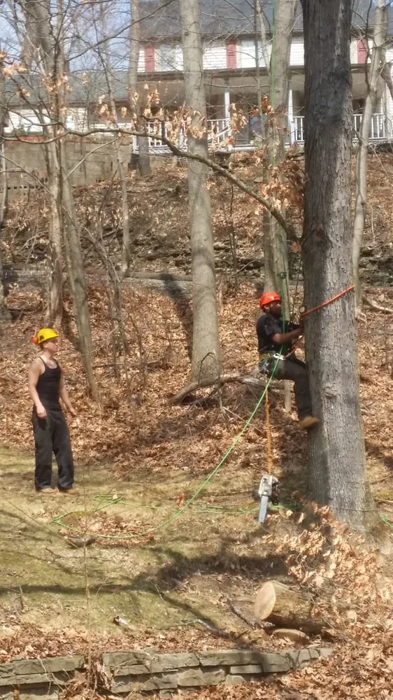 Local landscaping services in Ingomar, PA - Pusateri Brothers Tree & Landscaping Service