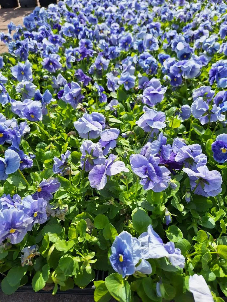 Local lawn care service experts serving Dallas, TX - Put God First Landscaping