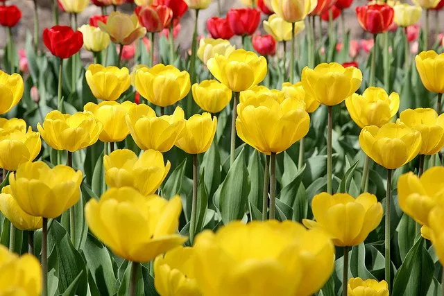 Top-rated yard maintenance in Kansas City, MO - Putnam Landscape