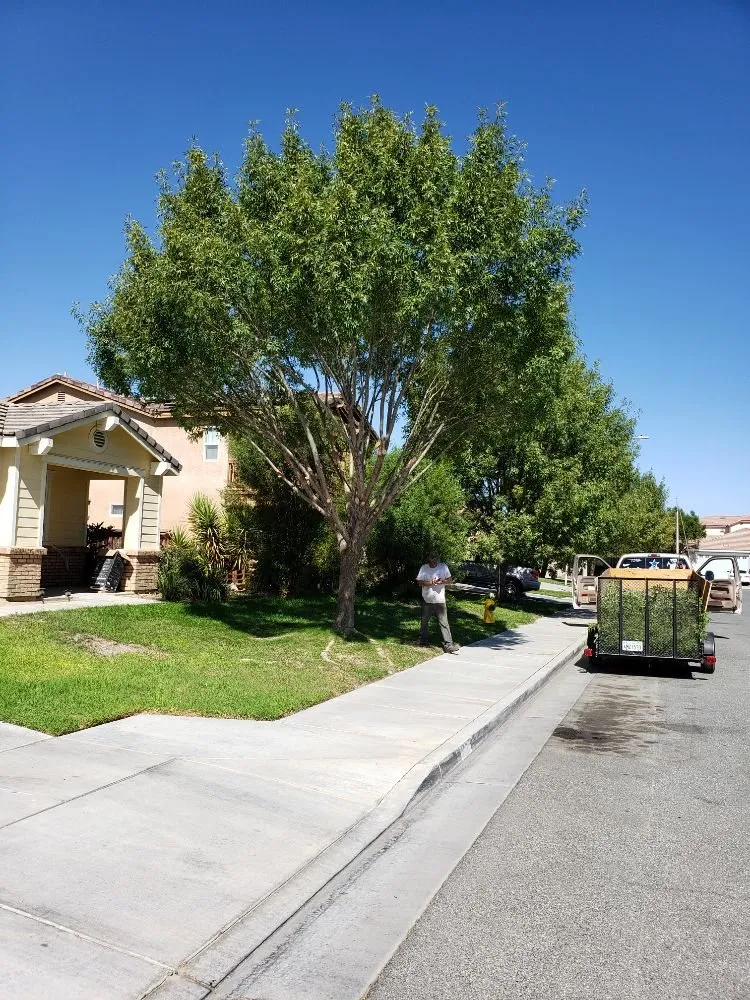 Expert landscape installation experts serving Lake Elsinore, CA - Putt Family Tree Care