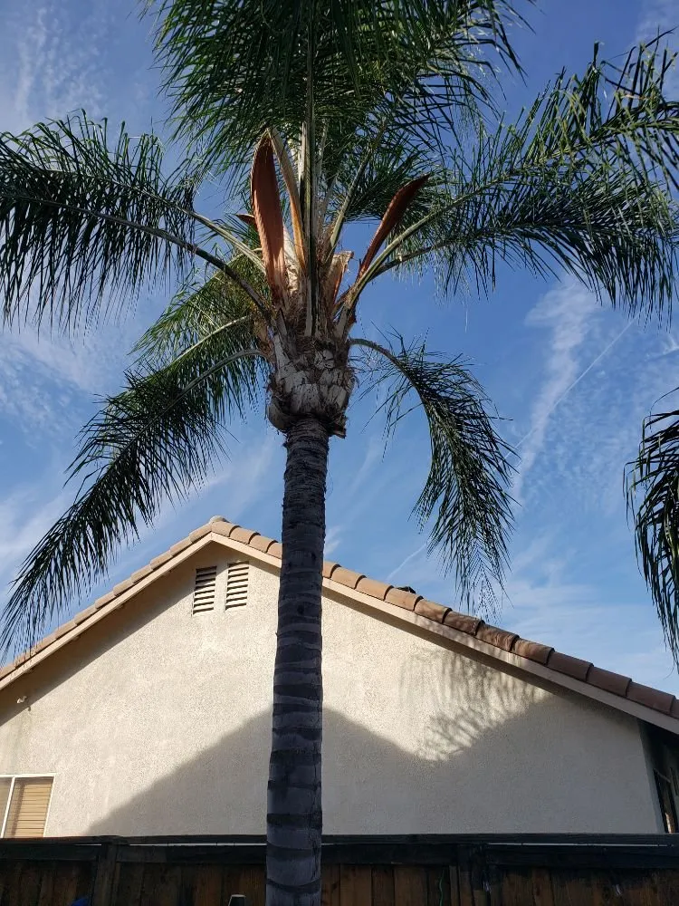 Expert garden landscaping for homes across Lake Elsinore, CA - Putt Family Tree Care