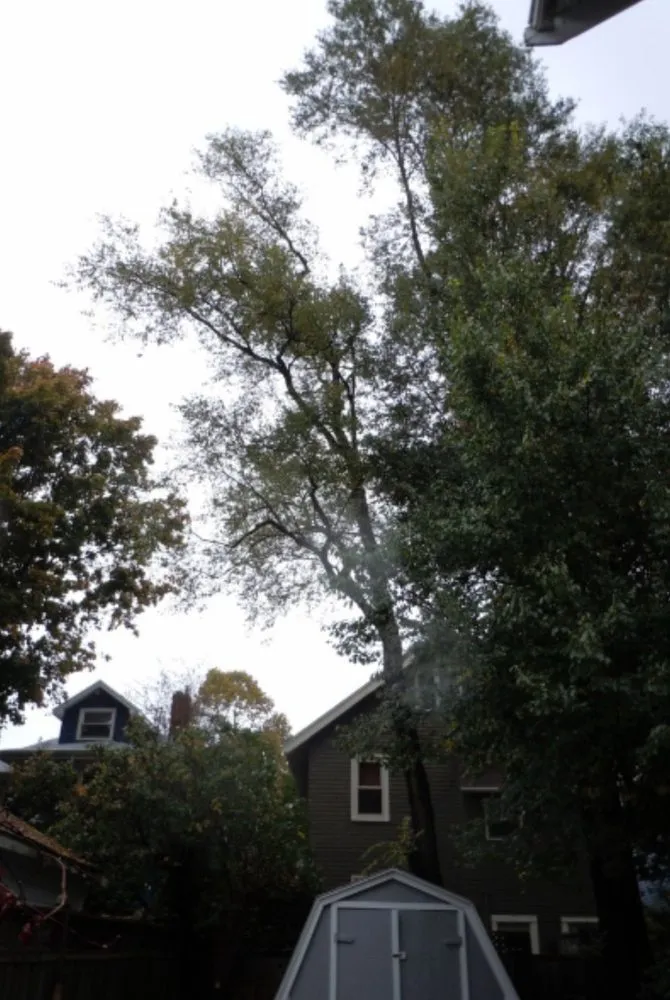 Top-rated yard maintenance near you in Lake Elsinore, CA by Putt Family Tree Care