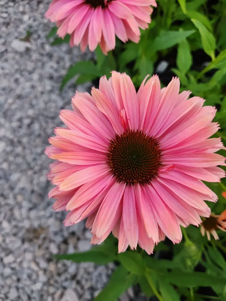 Reliable landscaping services in Russellville, KY by Puttin Down Roots