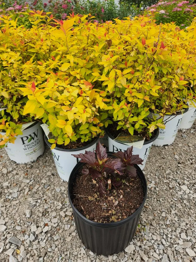 Expert outdoor landscaping for beautiful yards in Russellville, KY by Puttin Down Roots