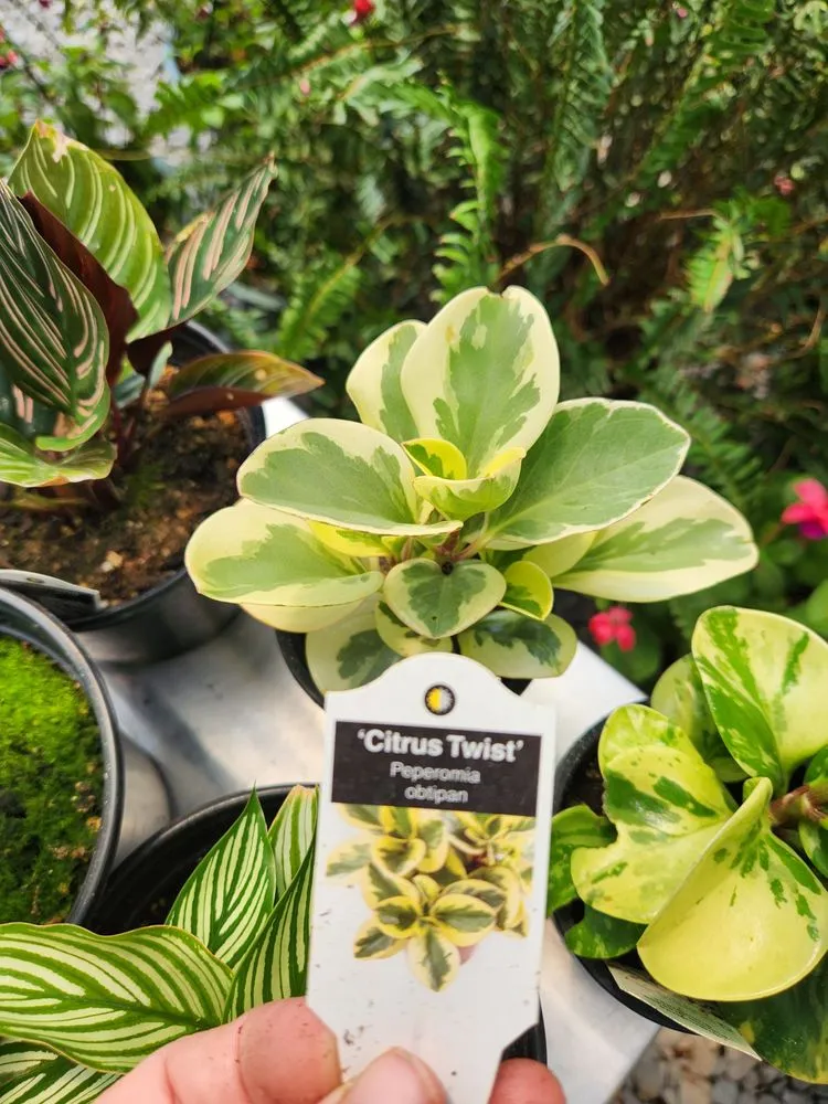 Custom garden landscaping in Russellville, KY by Puttin Down Roots