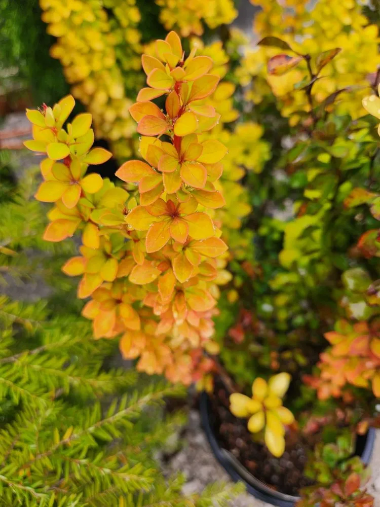 Professional outdoor landscaping in Russellville, KY by Puttin Down Roots