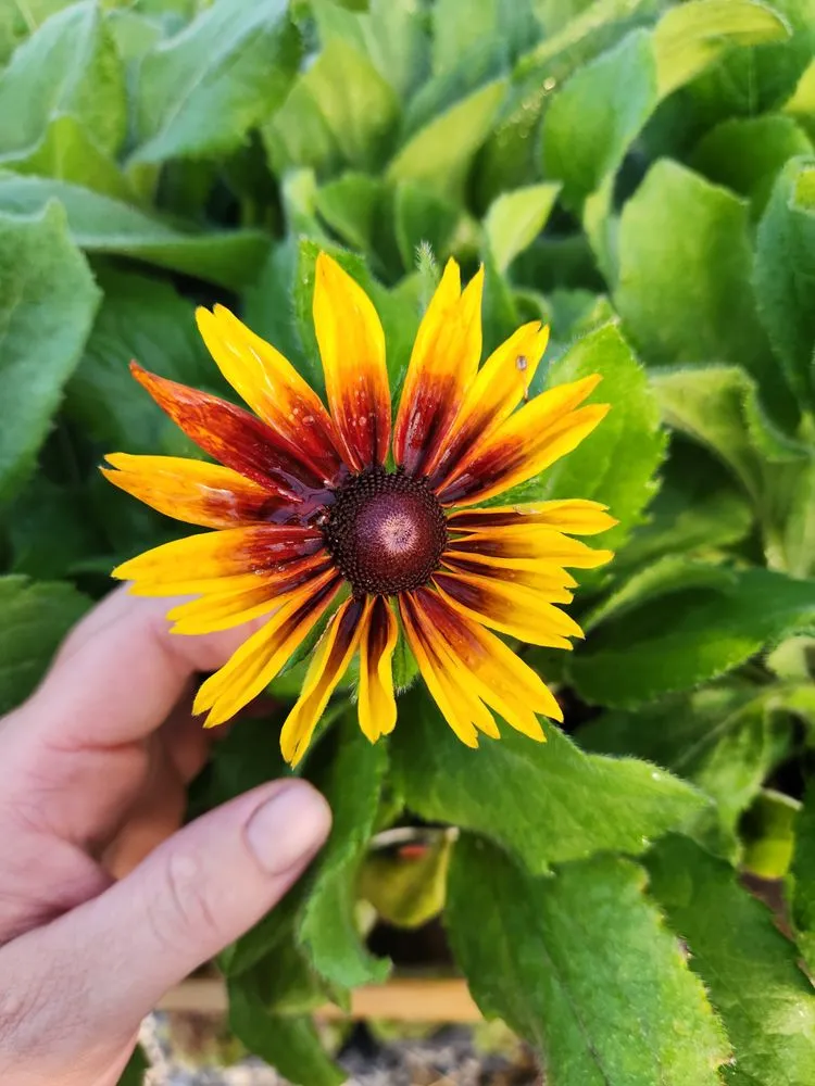 Affordable yard cleanup service for year-round maintenance across Russellville, KY - Puttin Down Roots