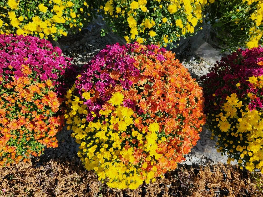 Trusted landscape design for year-round maintenance across Russellville, KY - Puttin Down Roots