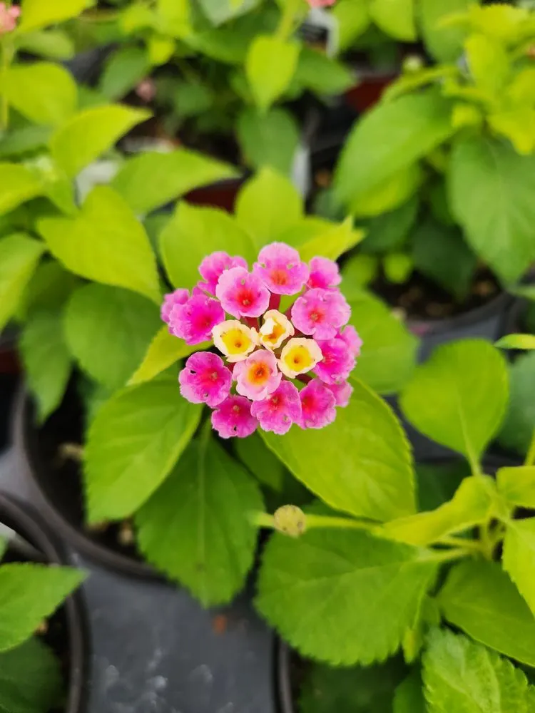 Affordable residential landscaping experts serving Russellville, KY - Puttin Down Roots