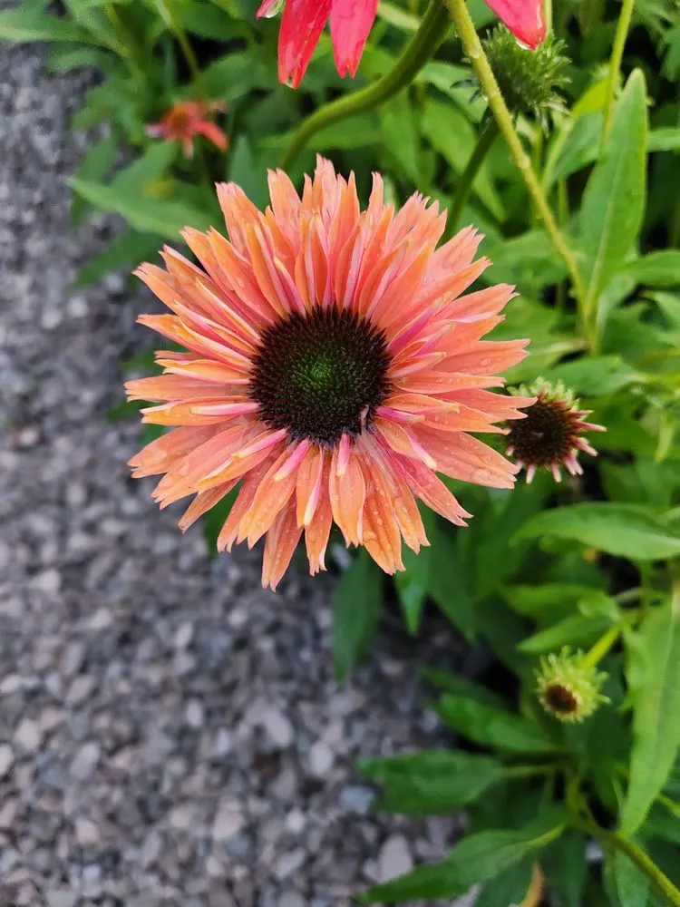 Local landscaping services experts serving Russellville, KY - Puttin Down Roots