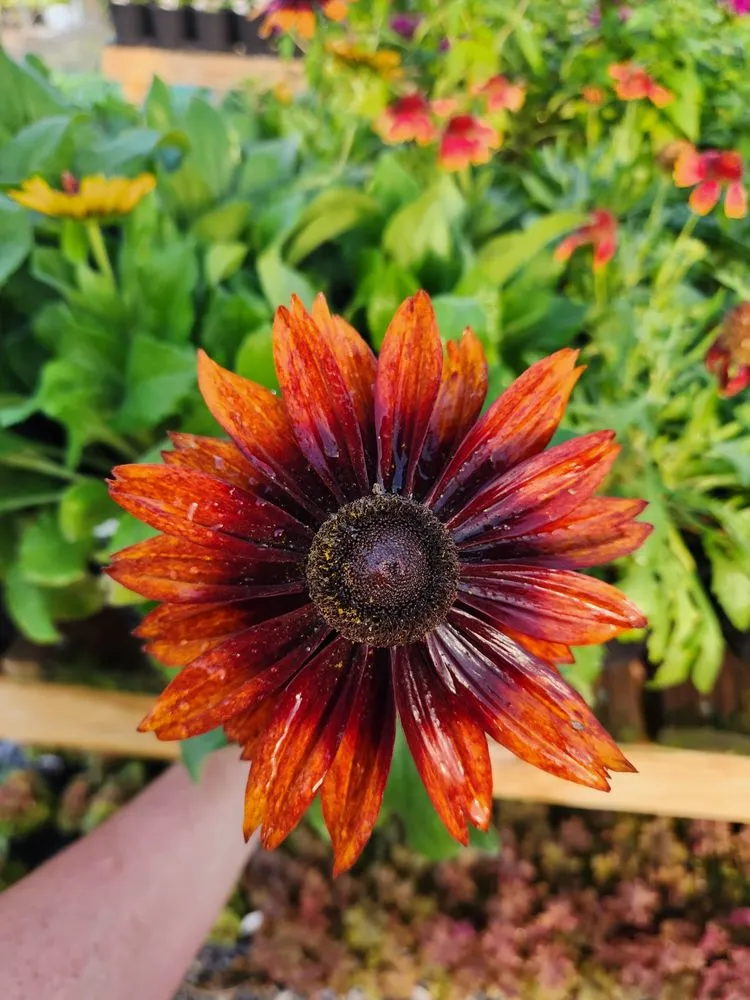 Trusted yard cleanup service experts serving Russellville, KY - Puttin Down Roots