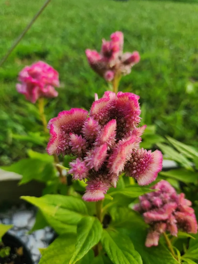 Affordable lawn care service for outdoor upgrades across Russellville, KY - Puttin Down Roots