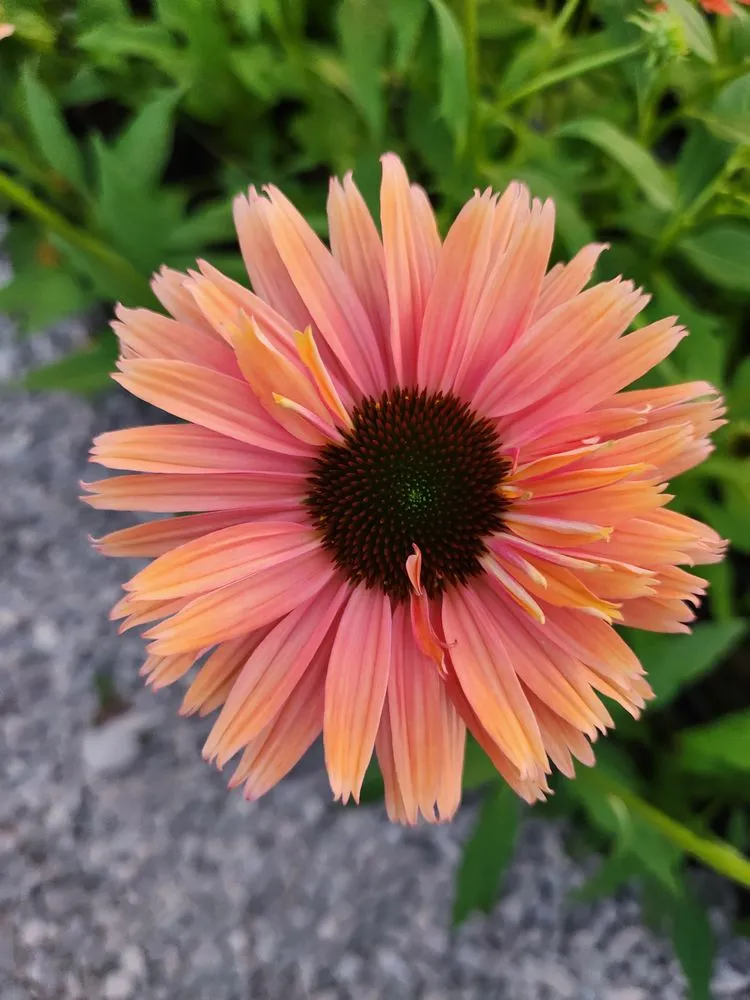 Custom lawn mowing service in Russellville, KY by Puttin Down Roots