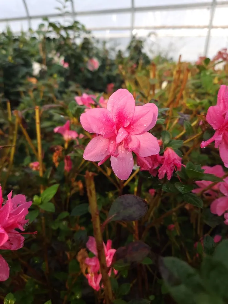 Local lawn mowing service for year-round maintenance across Russellville, KY - Puttin Down Roots