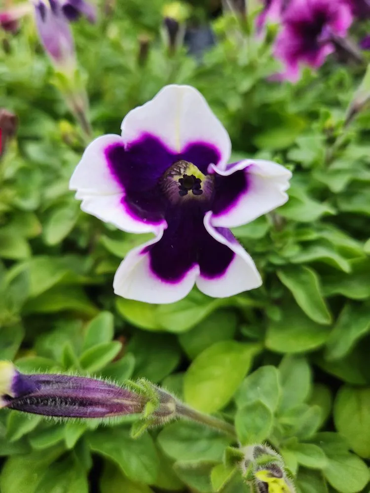 Reliable landscape design for homes in Russellville, KY by Puttin Down Roots