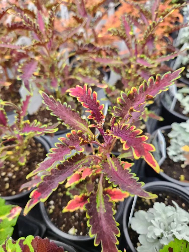 Trusted lawn mowing service experts serving Russellville, KY - Puttin Down Roots