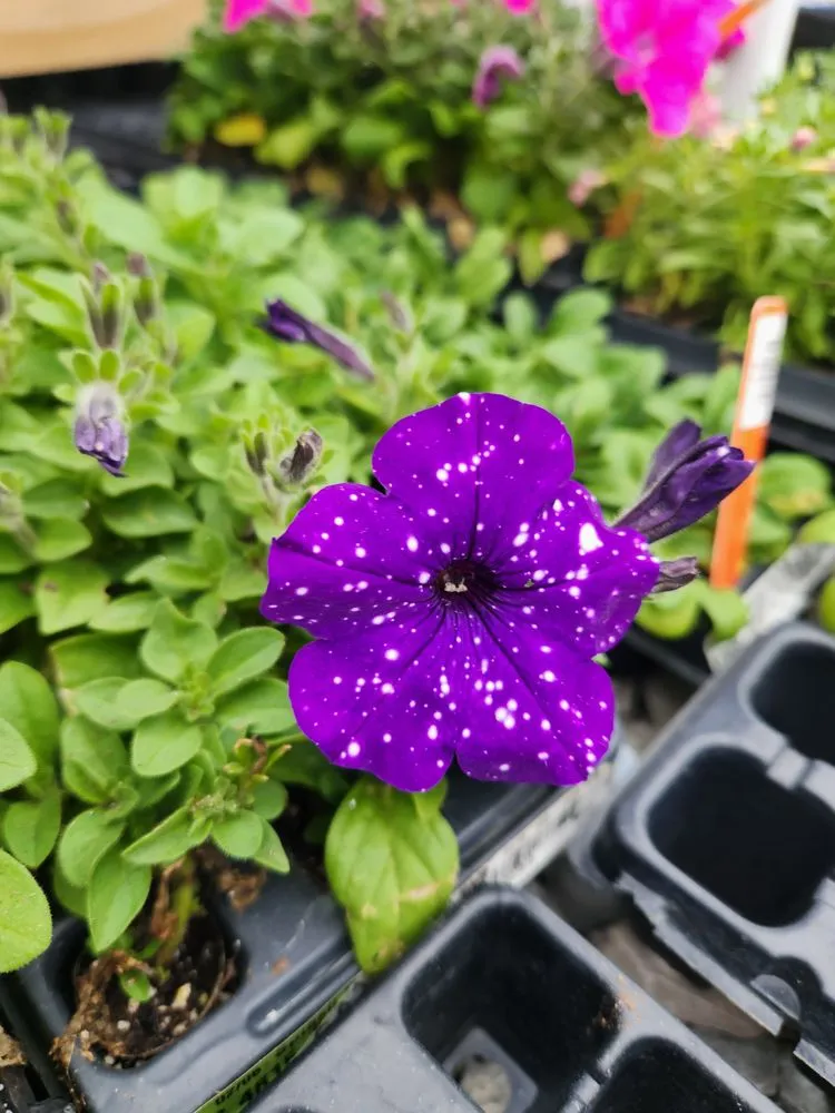 Professional garden landscaping for residential properties in Russellville, KY by Puttin Down Roots