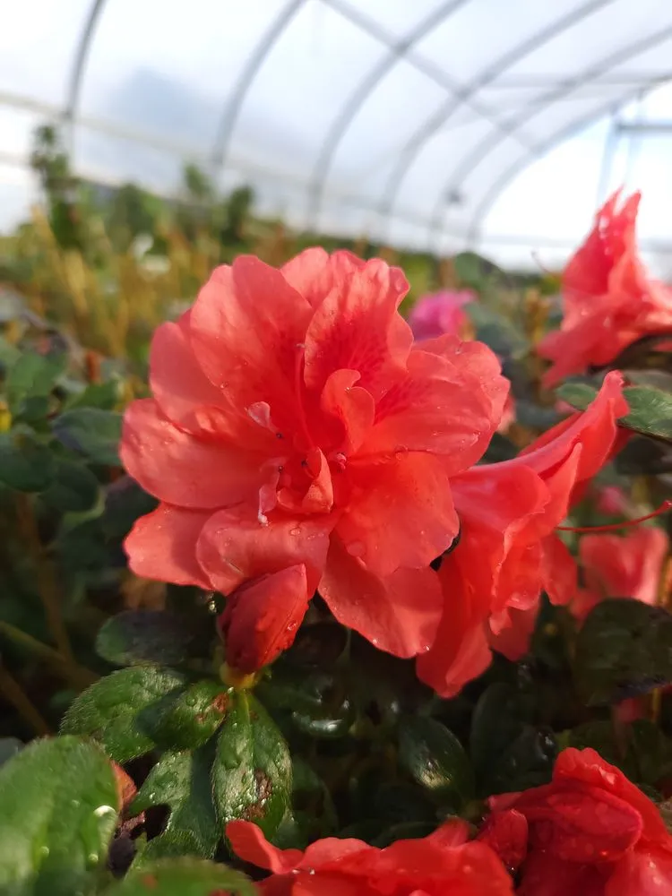 Professional lawn care service in Russellville, KY - Puttin Down Roots