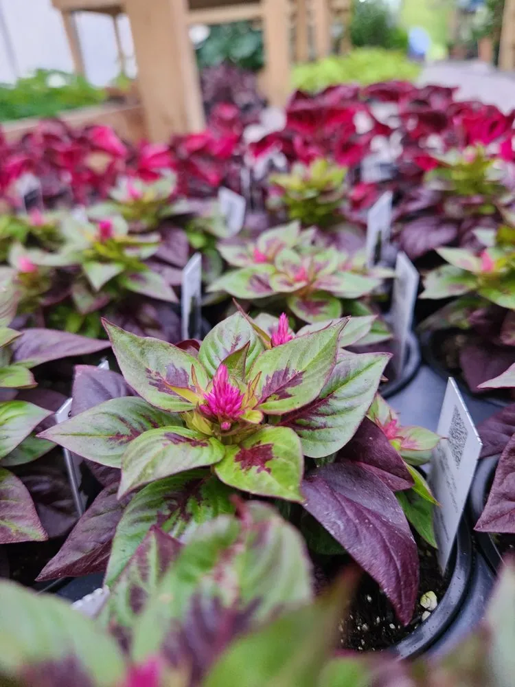 Trusted residential landscaping for homes in Russellville, KY by Puttin Down Roots