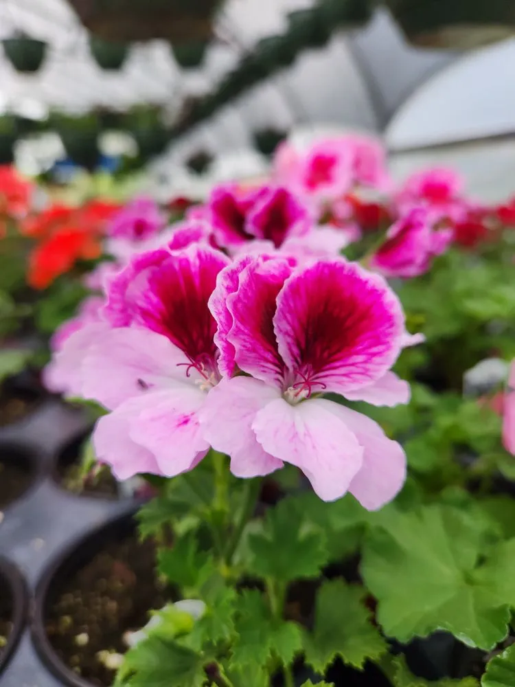 Professional landscape installation in Russellville, KY - Puttin Down Roots